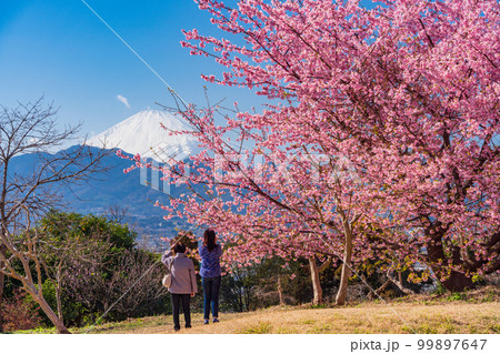 (神奈川県)河津桜咲く、ビオトピア庭園から望む、富士山 (神奈川県)河津桜咲く、ビオトピア庭園から望む、富士山 99897647