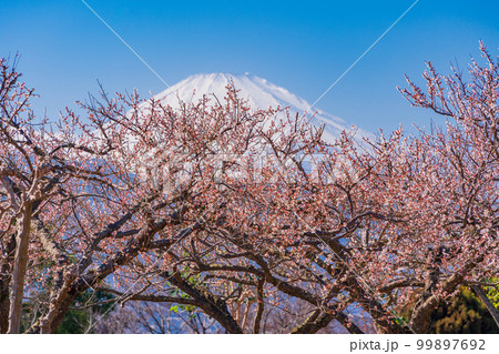 (神奈川県)紅白の梅が美しい、ビオトピア庭園から望む、富士山 (神奈川県)紅白の梅が美しい、ビオトピア庭園から望む、富士山 99897692