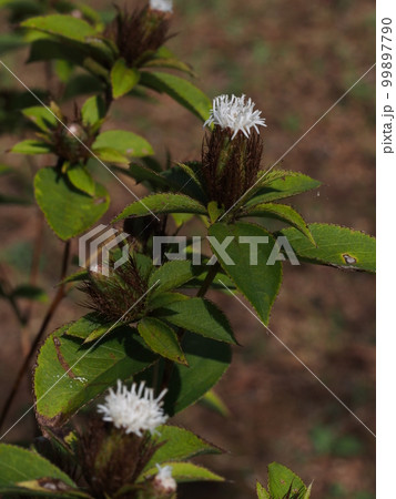 オケラの花（キク科の多年草） 99897790