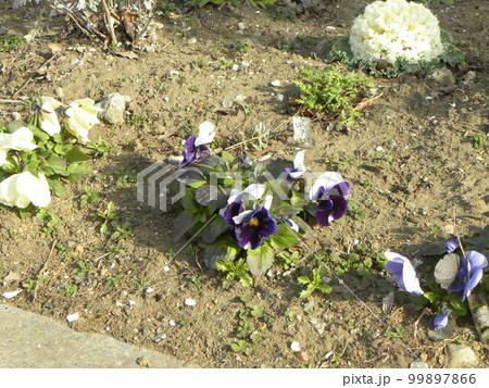 パンジーの小型のビオラの白青と白紫花 パンジーの小型のビオラの白青と白紫花 99897866