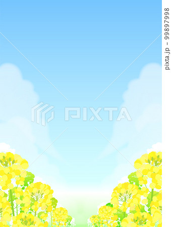 菜の花畑と青空の風景 99897998