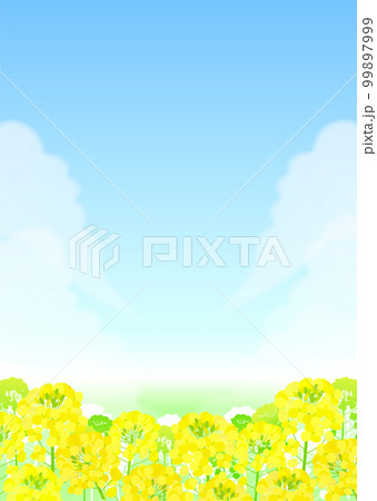 菜の花畑と青空の風景 99897999