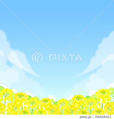 菜の花畑と青空の風景 菜の花畑と青空の風景 99898001