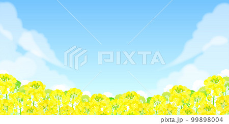 菜の花畑と青空の風景 99898004