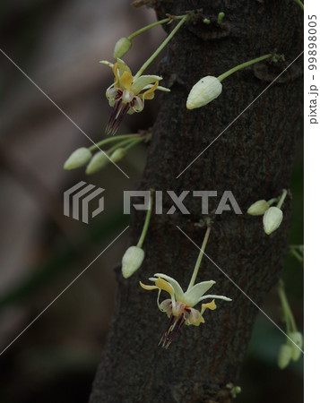 カカオの花 99898005