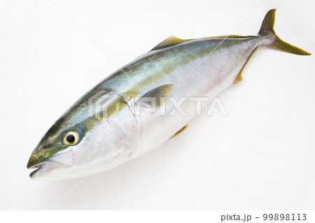 ブリ　鰤 99898113