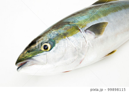 ブリ　鰤 99898115