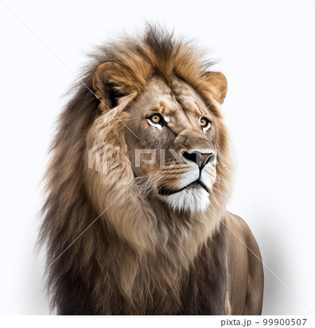 ライオン 背景素材 ライオン 背景素材 99900507