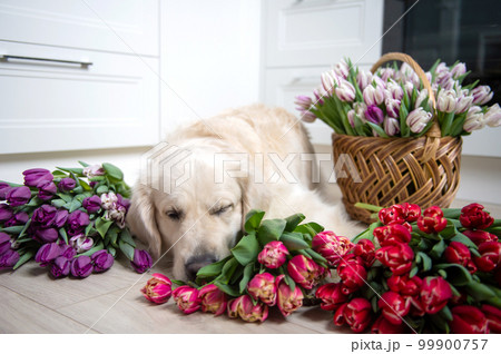 Puppy labrador retriever sleeps on the floor in tulips of different colors in the kitchen 99900757