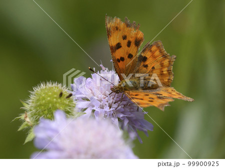 butterfly the comma, Polygonia c album, sitting on a wild field flower 99900925