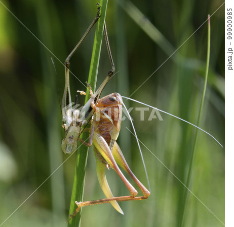 Grasshopper molting, sitting on a plant stem near its old skin 99900985