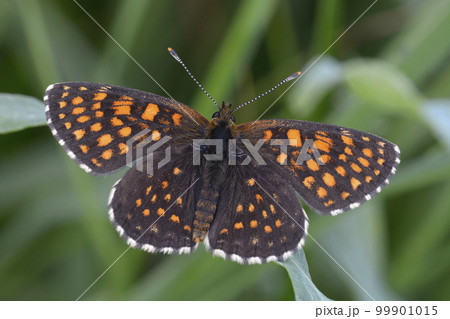 butterfly the false heath fritillary, Melitaea diamina, sitting on a grass butterfly the false heath fritillary, Melitaea diamina, sitting on a grass 99901015