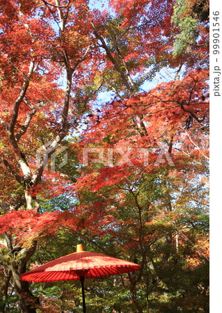 真っ赤な楓の紅葉が綺麗な秋の瑞宝寺公園(神戸市北区有馬町) 真っ赤な楓の紅葉が綺麗な秋の瑞宝寺公園(神戸市北区有馬町) 99901546