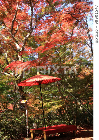 真っ赤な楓の紅葉が綺麗な秋の瑞宝寺公園(神戸市北区有馬町) 真っ赤な楓の紅葉が綺麗な秋の瑞宝寺公園(神戸市北区有馬町) 99901547