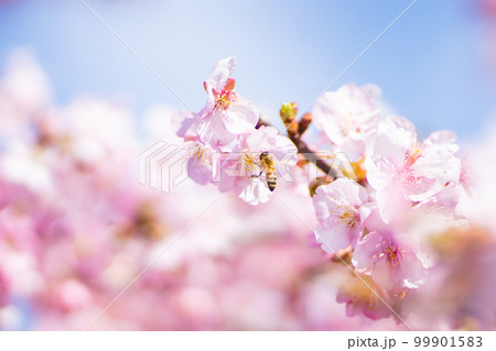 春の訪れ河津桜と蜜蜂 99901583