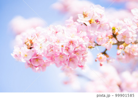 満開の河津桜 満開の河津桜 99901585