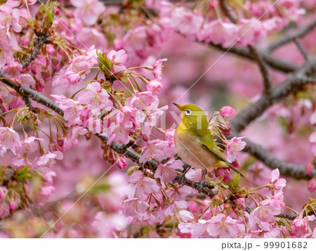 河津桜とメジロのイメージ 99901682