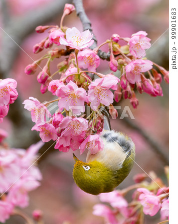 河津桜とメジロのイメージ 河津桜とメジロのイメージ 99901683