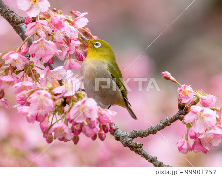 河津桜とメジロのイメージ 99901757