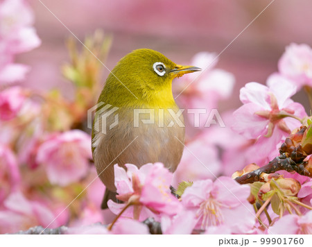河津桜とメジロのイメージ 河津桜とメジロのイメージ 99901760