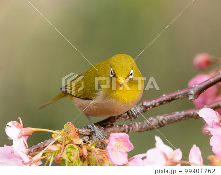 河津桜とメジロのイメージ 99901762
