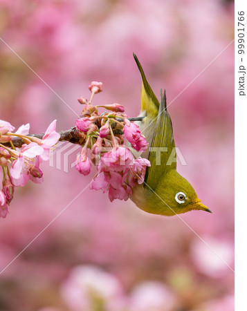 河津桜とメジロのイメージ 99901766