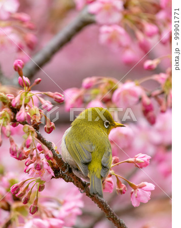 河津桜とメジロのイメージ 99901771
