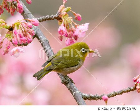 河津桜とメジロのイメージ 99901846