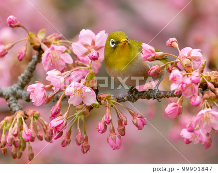 河津桜とメジロのイメージ 99901847