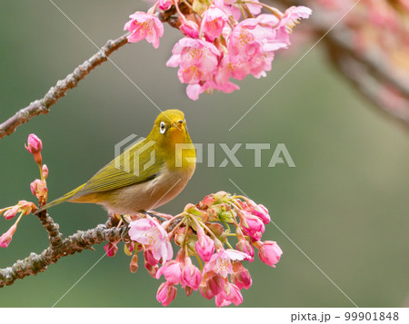 河津桜とメジロのイメージ 99901848