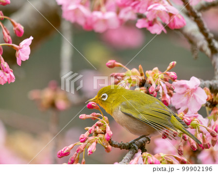 河津桜とメジロのイメージ 99902196