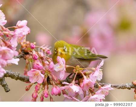 河津桜とメジロのイメージ 99902207