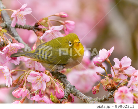 河津桜とメジロのイメージ 99902213