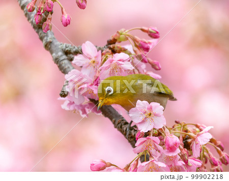 河津桜とメジロのイメージ 99902218