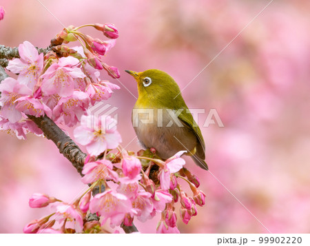 河津桜とメジロのイメージ 99902220