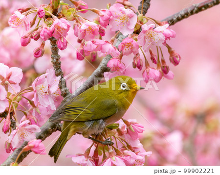 河津桜とメジロのイメージ 99902221