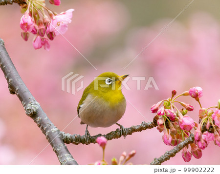 河津桜とメジロのイメージ 99902222