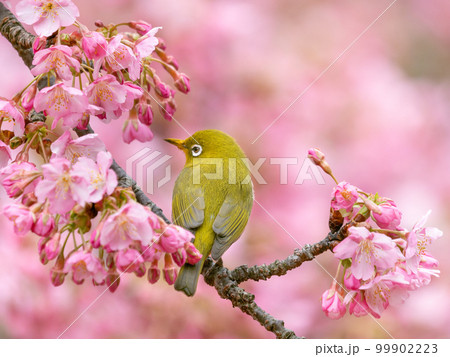 河津桜とメジロのイメージ 99902223
