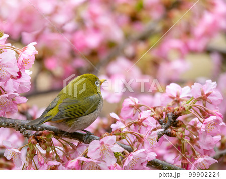 河津桜とメジロのイメージ 99902224
