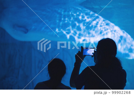 A mother and daughter at the aquarium taking photos on a mobile phone of a beluga whale in a glass tank 99902268