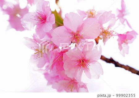 淡い春の光に包まれた桜の花（アップ） 99902355