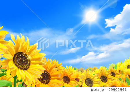雲のある青空に太陽の下美しいひまわりが咲くひまわり畑の初夏フレーム背景素材 雲のある青空に太陽の下美しいひまわりが咲くひまわり畑の初夏フレーム背景素材 99902941