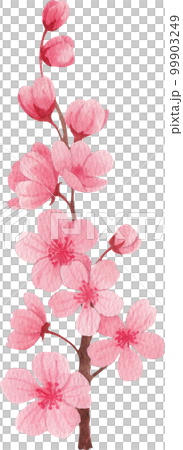 Cherry blossom dessert watercolor png element 99903249
