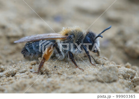 Closeup on a female grey-gastered mining bee,Andrena tibialis covered under sand Closeup on a female grey-gastered mining bee,Andrena tibialis covered under sand 99903365