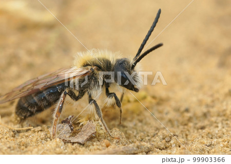 Detailed closeup on a hairy male Orange tailed mining bee, Andrena haemorrhoa, on the ground 99903366