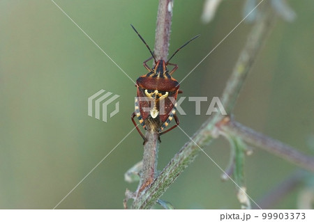 Closeup on a colorful mediterranean shieldbug, Codophila varia sitting on a twig in the field 99903373