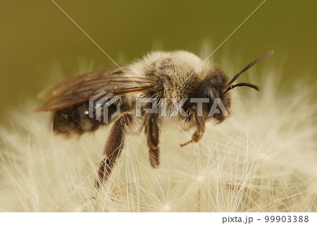 Closeup on a female grey-backed mining bee, Andrena vaga 99903388