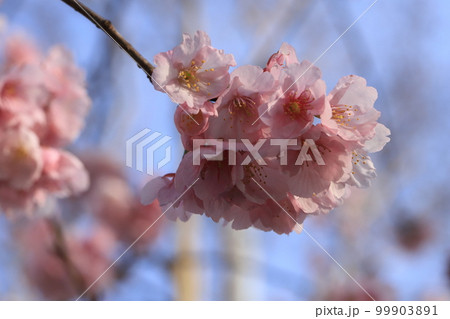 金沢八景龍華寺のあたみ桜 金沢八景龍華寺のあたみ桜 99903891