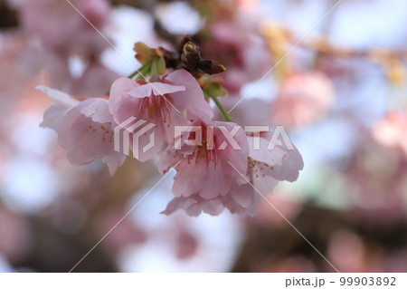 金沢八景龍華寺のあたみ桜 99903892
