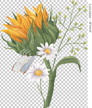 Sunflower blooming watercolor png element Sunflower blooming watercolor png element 99903972
